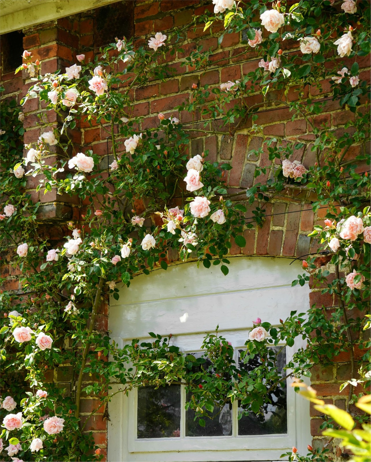 CarpetC 250+ Mixed Climbing Rose Seeds for Planting, Rosa Hybrid Rambling Vin…