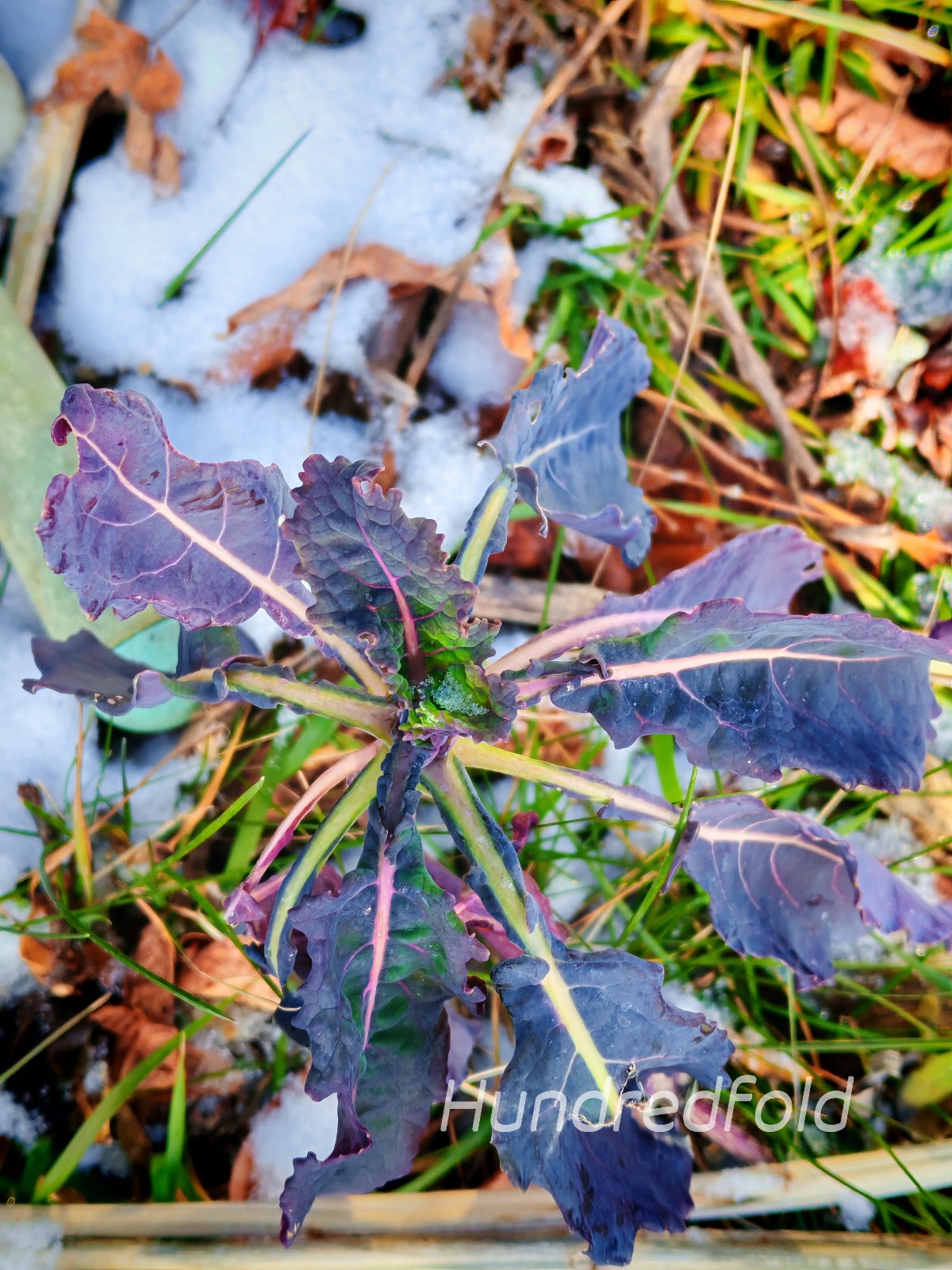 Perennial Kale 20 Vegetable Seeds Brassica oleracea var. ramosa, Open-pollinated