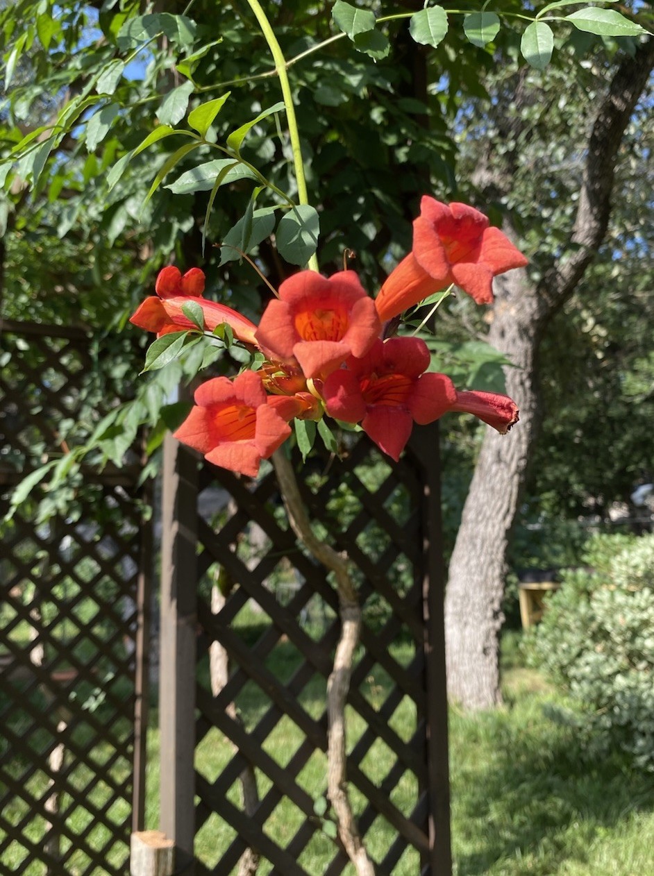 Orange Hummingbird (or Trumpet) Vine 25+ Seeds (Creeping Vine Plant) Pretty!