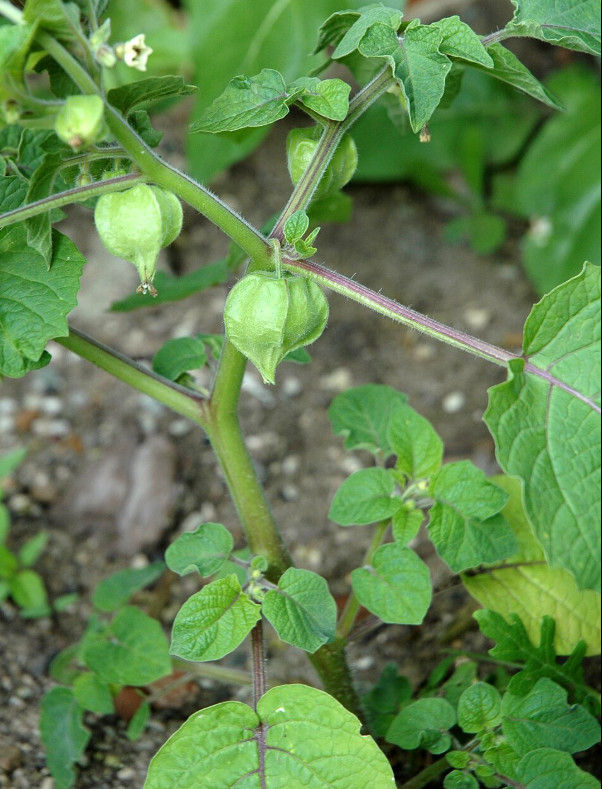 50 Seeds Ground Cherry – Physalis pruinosa – Strawberry Husk Tomato Sweet Fruit