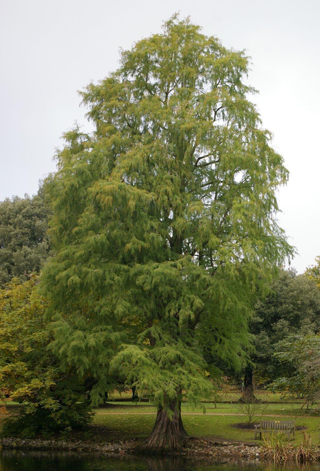 Montezuma Cypress Tree | Premium Seeds | Taxodium mucronatum | Plants’®