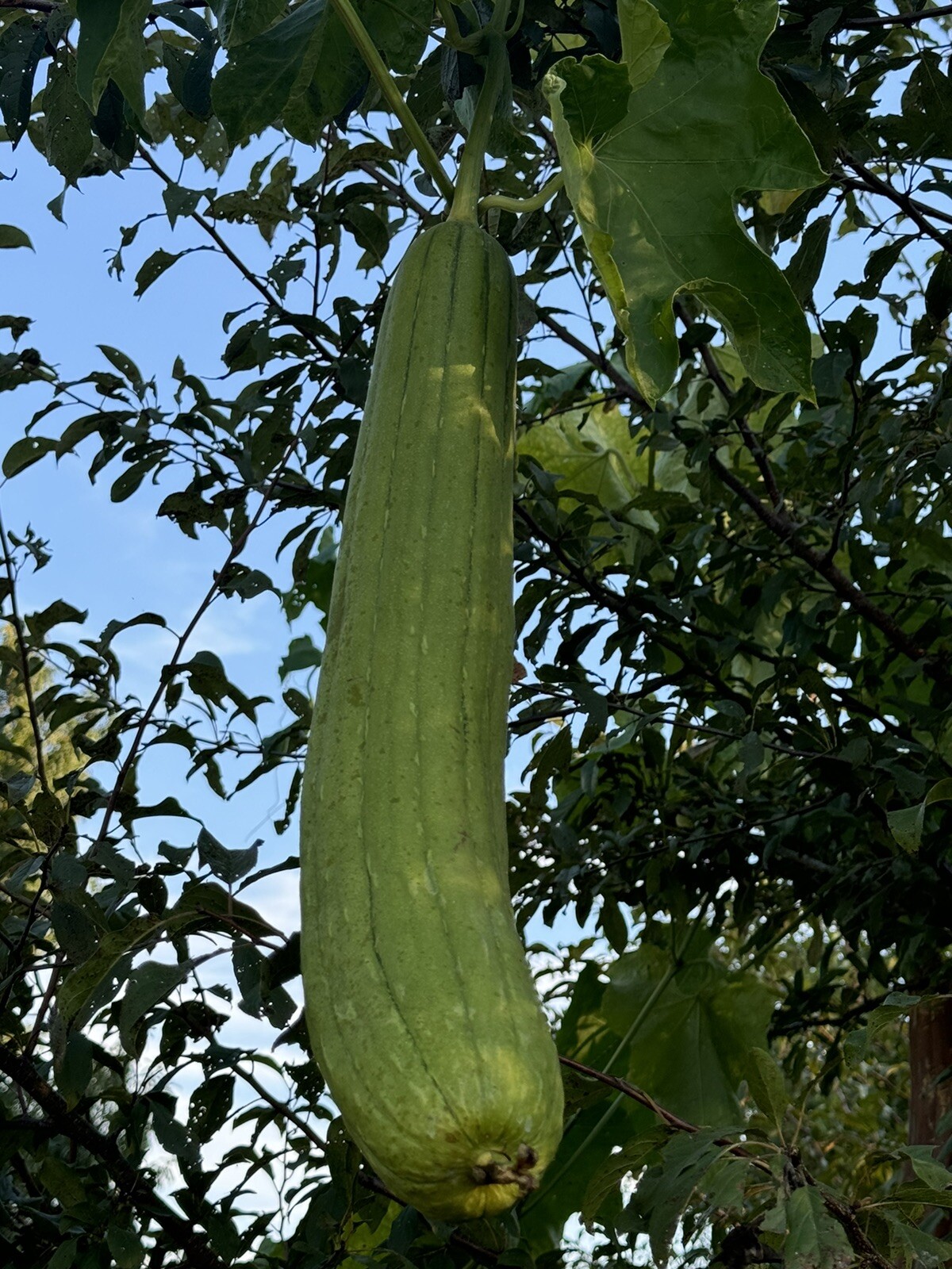 Luffa Sponge Gourd Seeds, Or SIKWA , Vegetable Sponge, Dishcloth Gourd, NON-GMO
