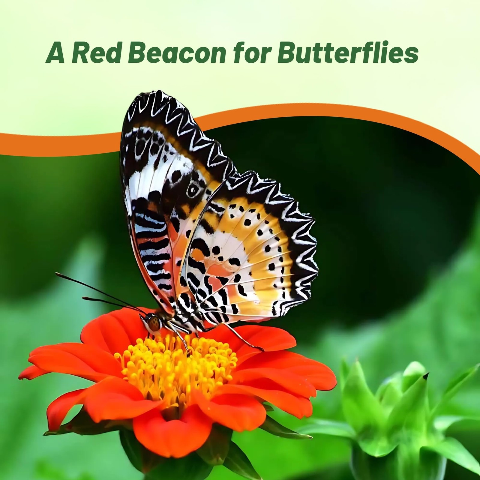 Red Torch Mexican Sunflower Seeds – Fast-Growing, Drought-Tolerant Annuals