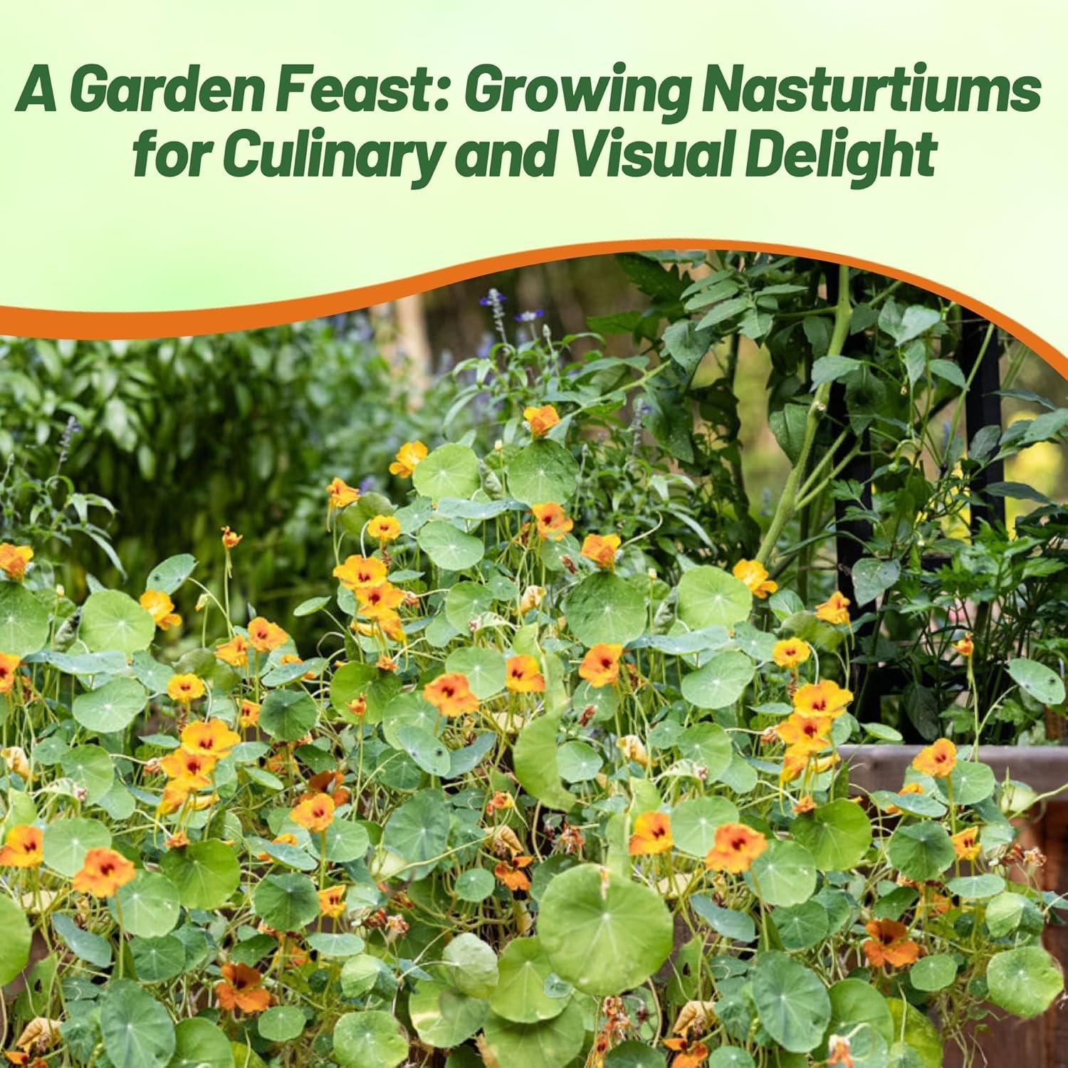 400 Seeds Tropaeolum Nasturtium Peach Melba Vining Flower Seeds