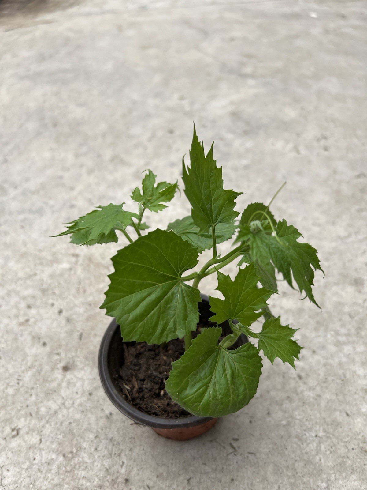 BitterMelon Starter Plant With Pot Live Vegetable Ready To Plant