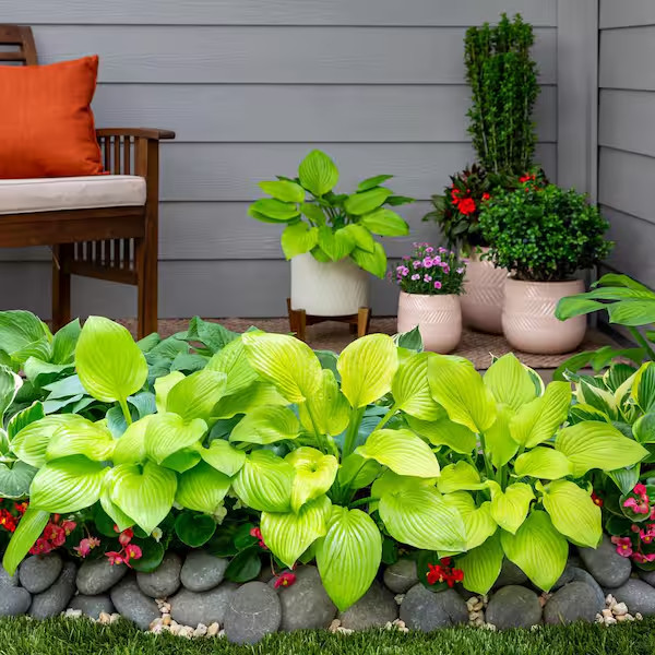 1 – AUGUST MOON HOSTA BareRoot Perennial Plant * USDA Hardiness Zone: 3-9