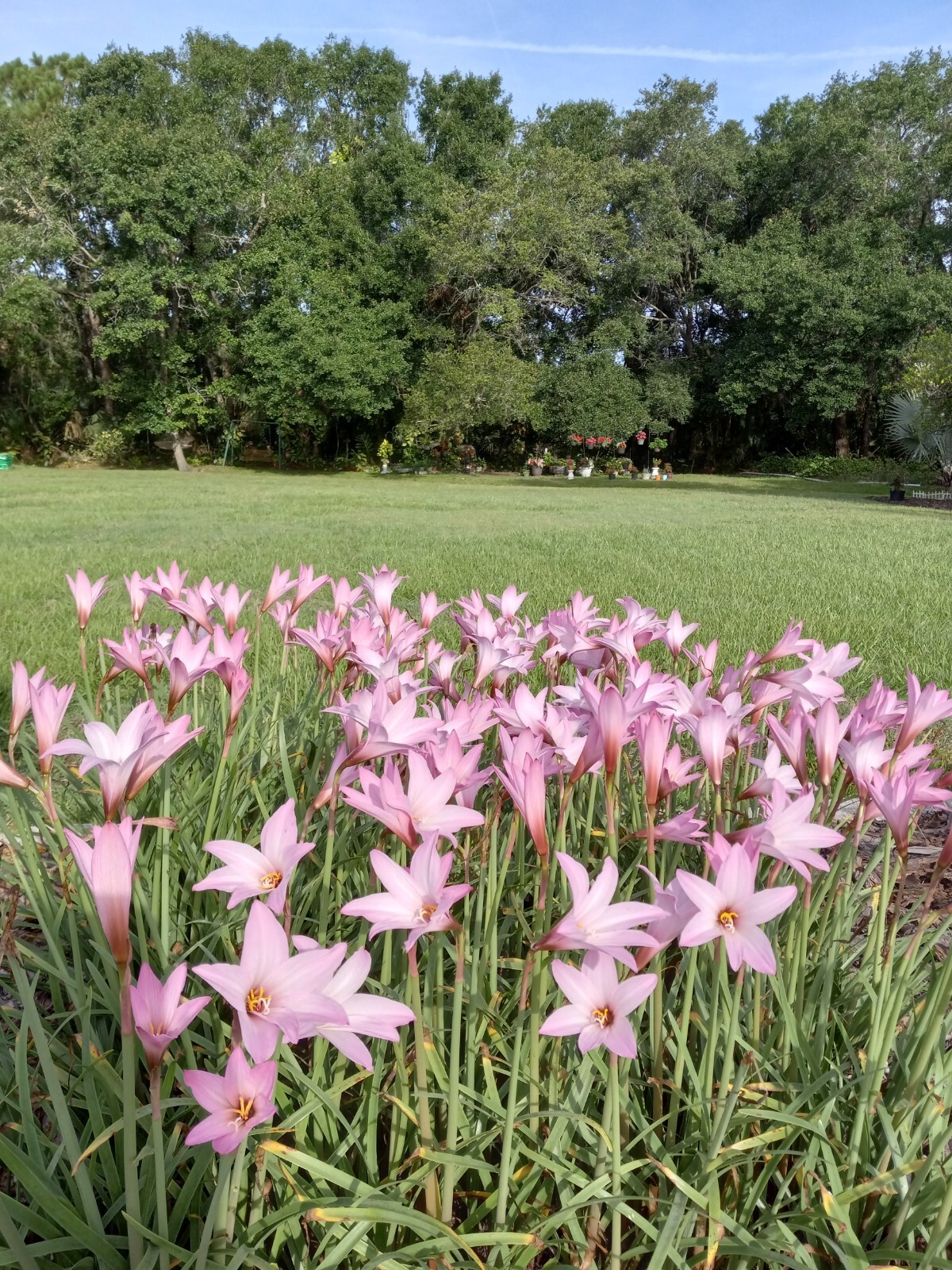 Rain Lily, Habranthus, 5 fresh bloom size bulbs, zephyranthes, free ship!!!