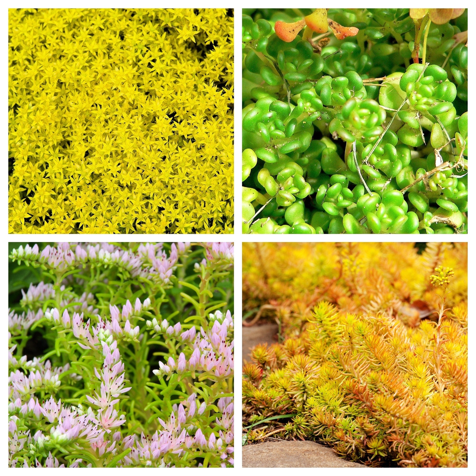 150 MIXED SEDUM Stonecrop Succulent Groundcover Red Pink Purple + Flower Seeds