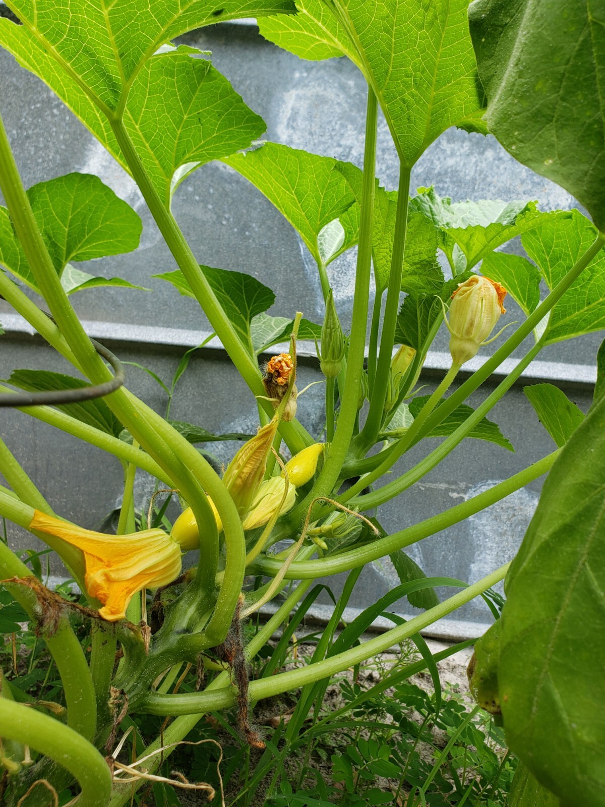 Heirloom, Open Pollinated, Non GMO Garden Seeds