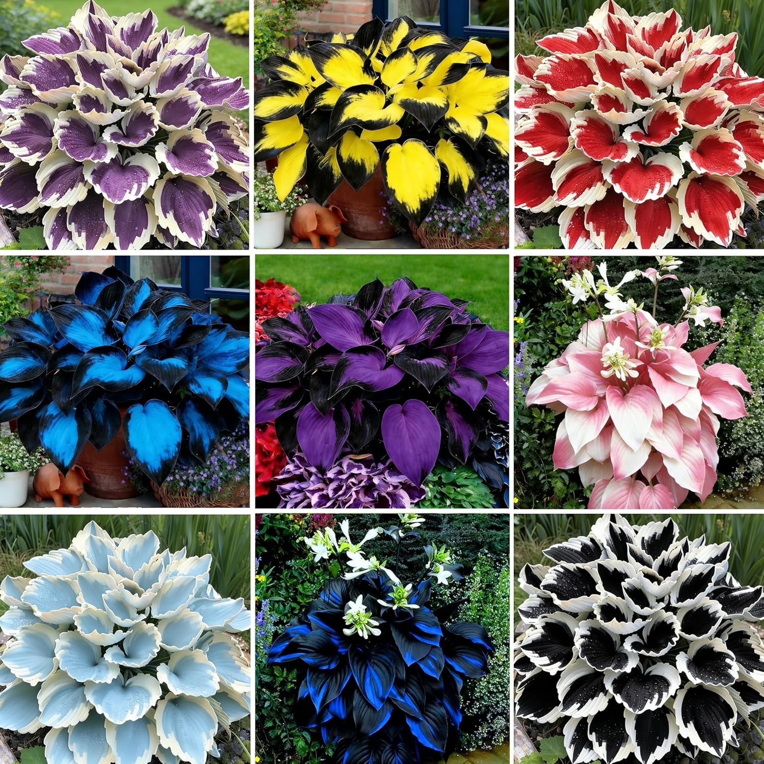 Hosta Seeds, 200+ Blue Purple Red Hosta Seeds, Multi-Use Landscaping, Perennial.