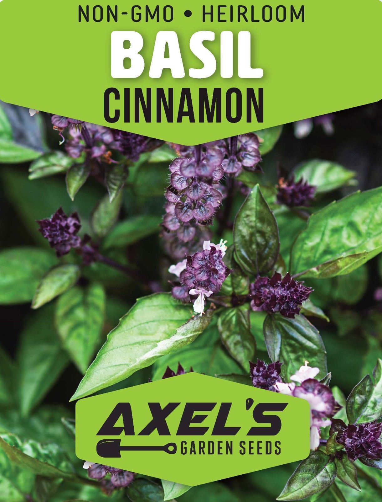 Cinnamon Basil Seeds | Heirloom | Non-GMO | Fresh Herb Seeds