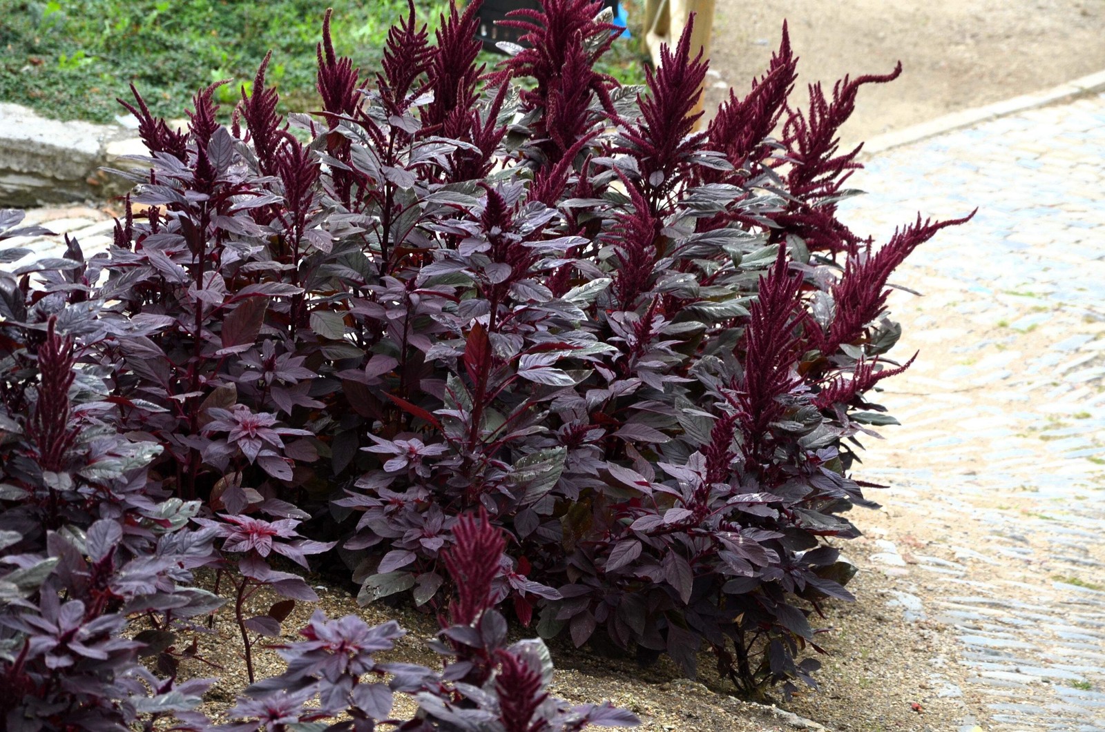 250 BURGUNDY AMARANTHUS Hypochondriacus Amaranth Grain Vegetable Flower Seeds