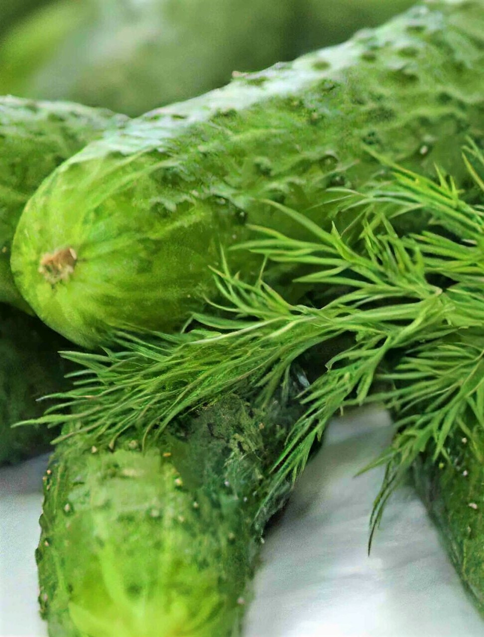 SMR 58 Disease Resistant Cucumber Seeds 20+ FREE SHIPPING!
