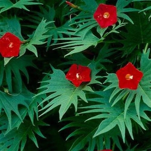 Cardinal Climber – packed 30 seeds