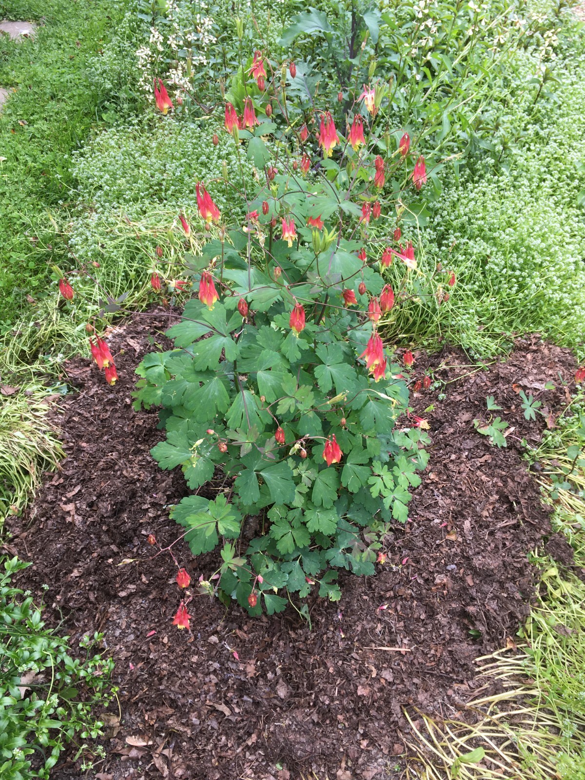 100 Eastern Red Columbine seeds – Aquilegia Canadensis native wildflower organic