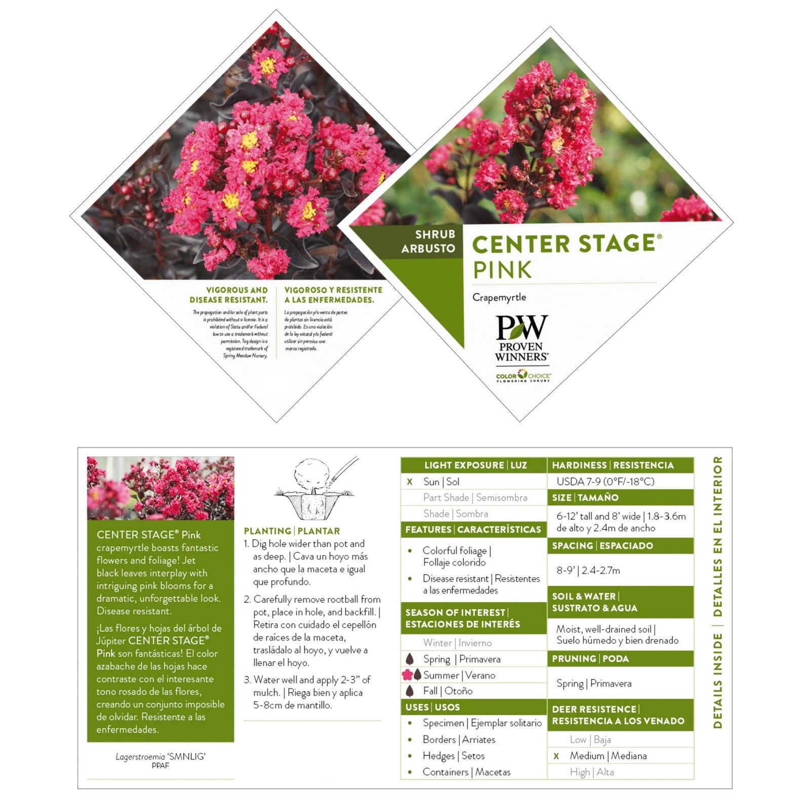 2 Gallon Center Stage Pink Crape Myrtle