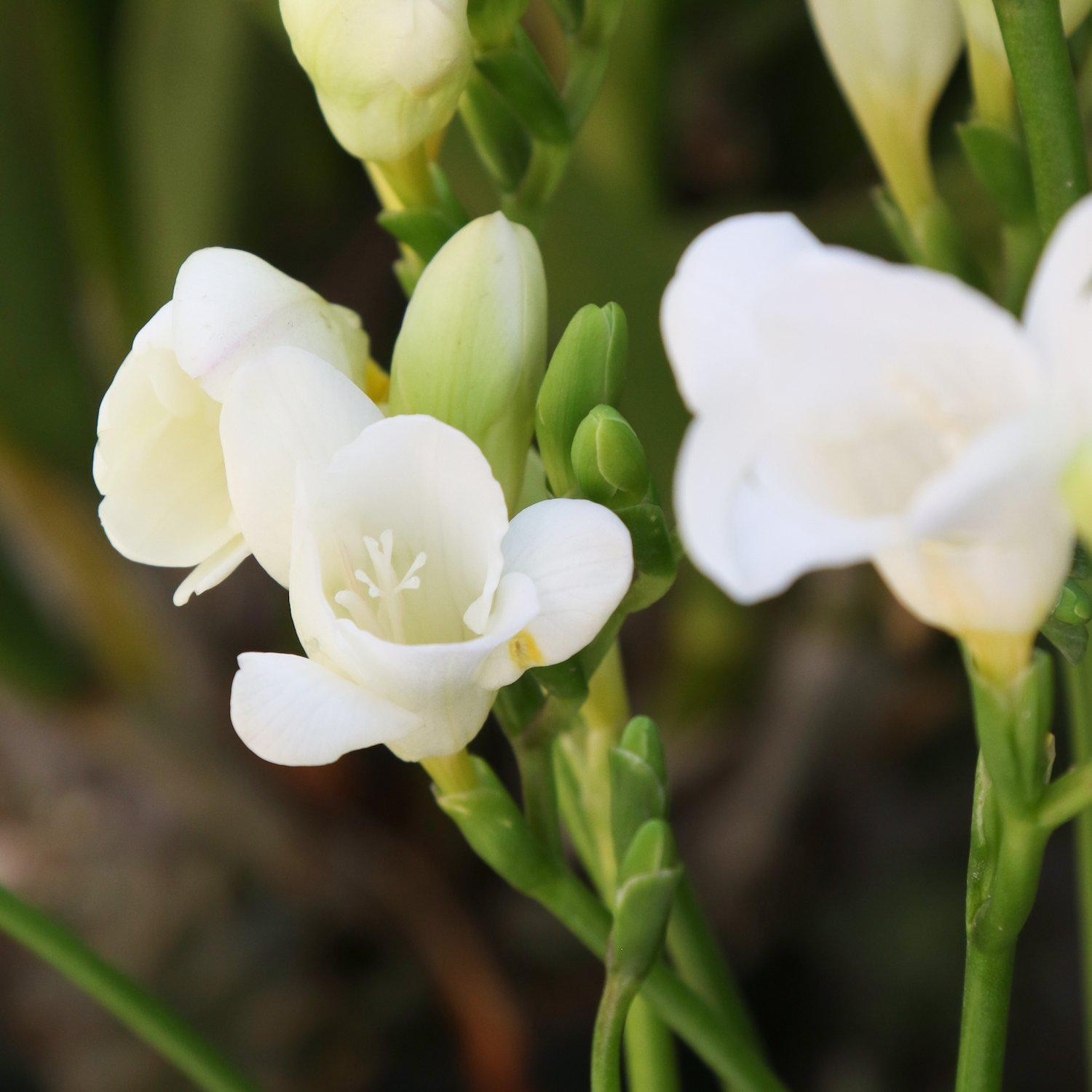 Freesia White Wonder Collection 30 Bulbs, Spring Flowers Bloom in Sun