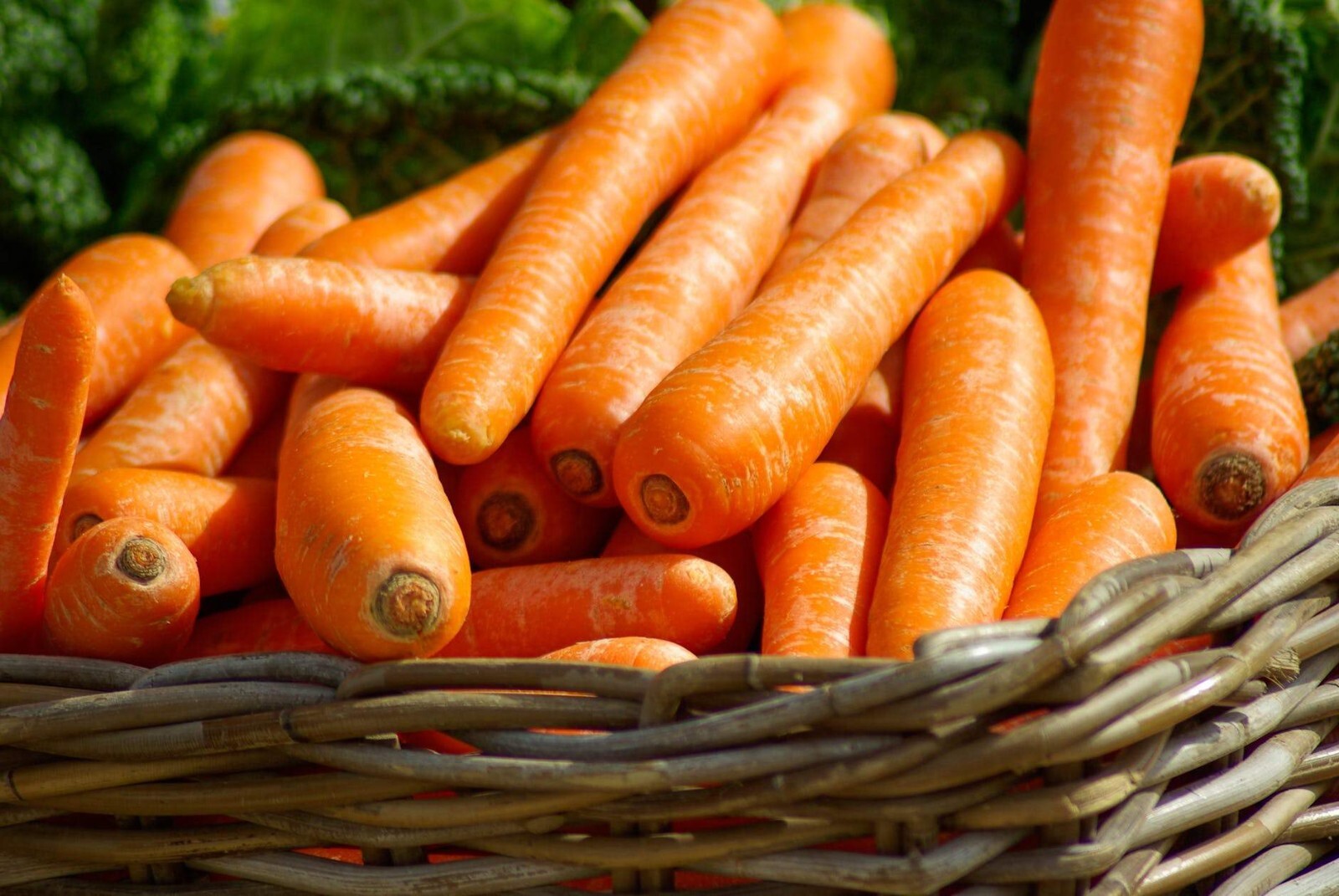Brilliance Carrot Seeds, Beta Carotene, Vitamin A, NON-GMO, FREE SHIPPING