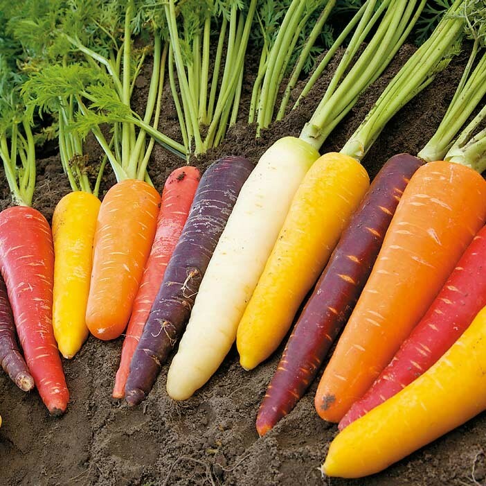 RAINBOW OF CARROT SEEDS, HEIRLOOM, Non-Gmo, Fresh and Fun Seeds For Everyone