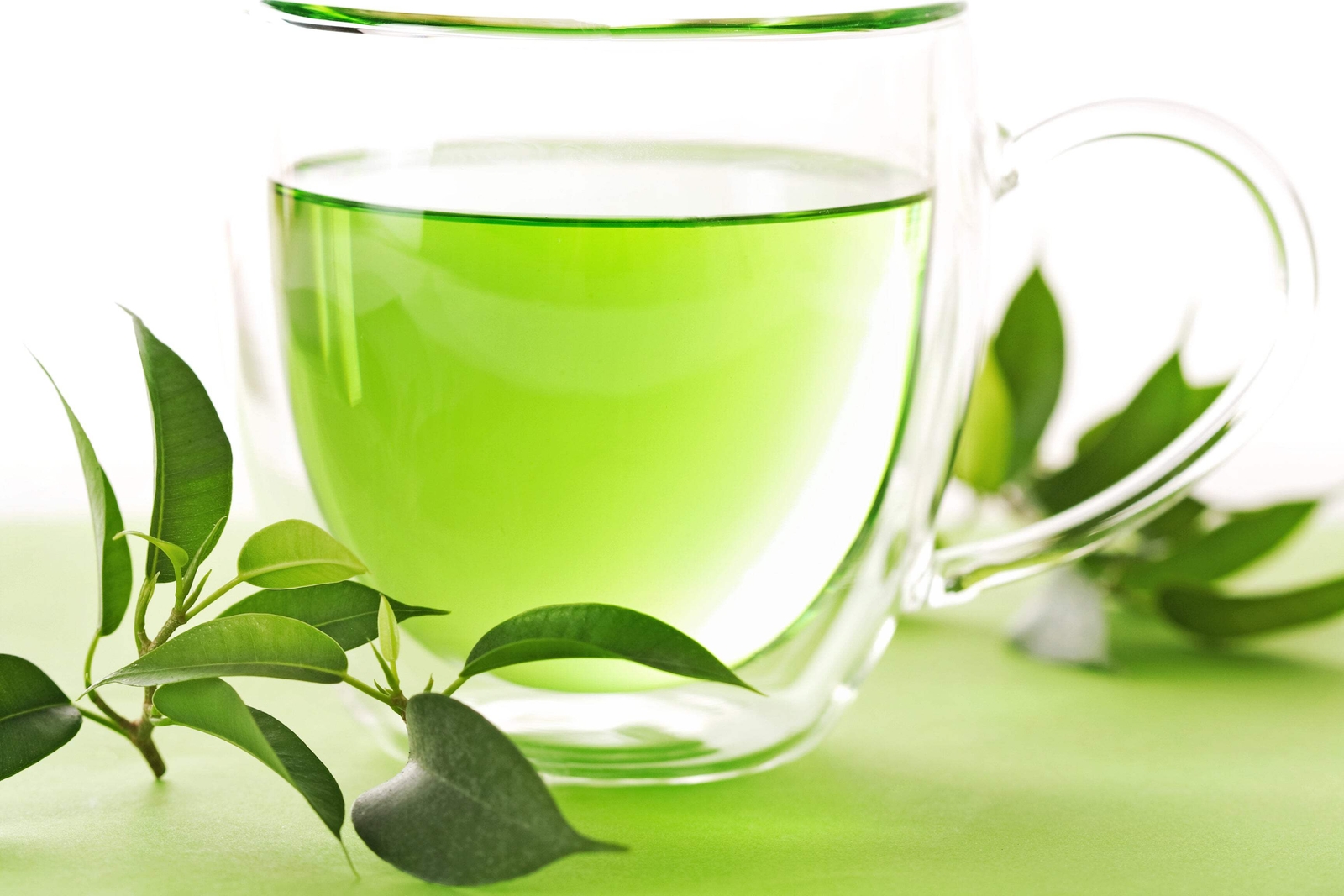 1 Lb Bulk TEA PLANT Black Green Drinking Camellia Sinensis Pound Shrub 385 Seeds