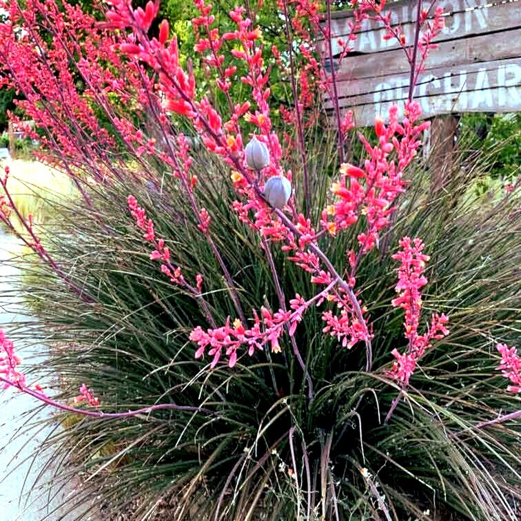 25 RED YUCCA SEEDS (Hesperaloe parviflora) Hummingbird & Butterfly Flower Plant