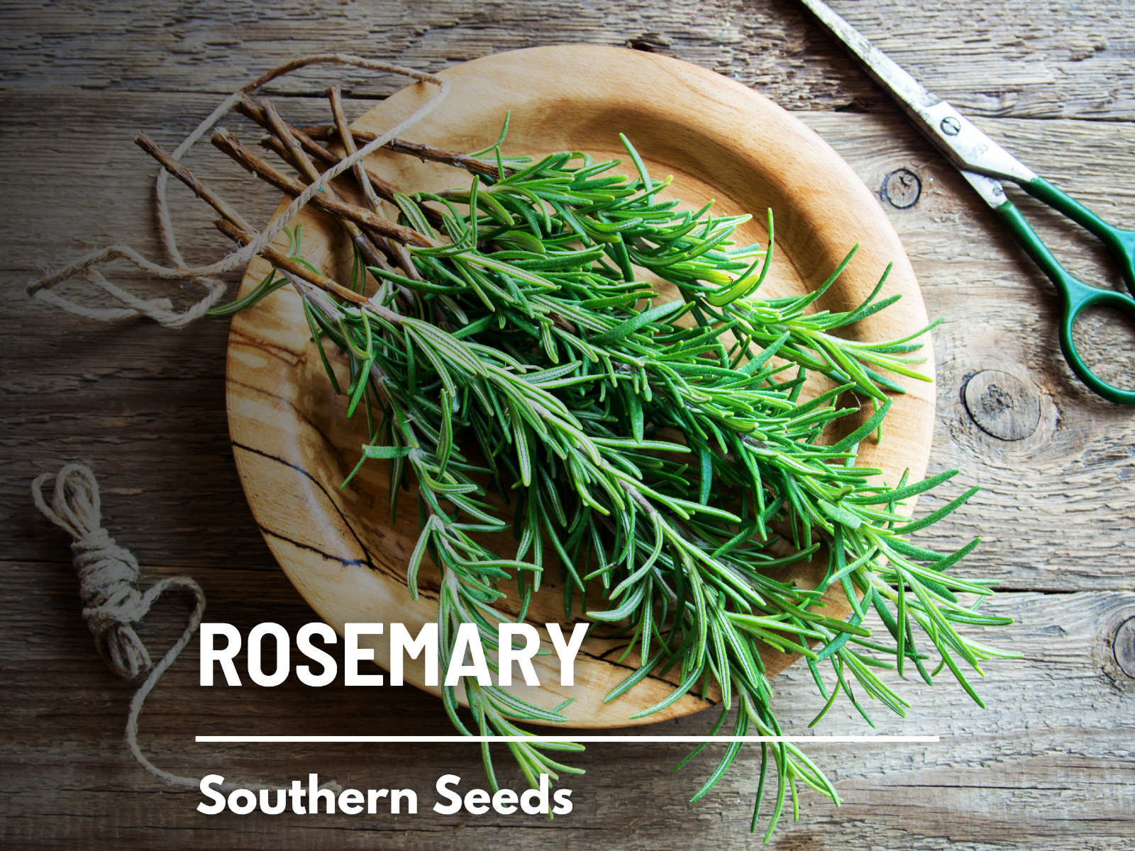 Rosemary – 50 Seeds – Medicinal & Culinary Herb – GMO Free