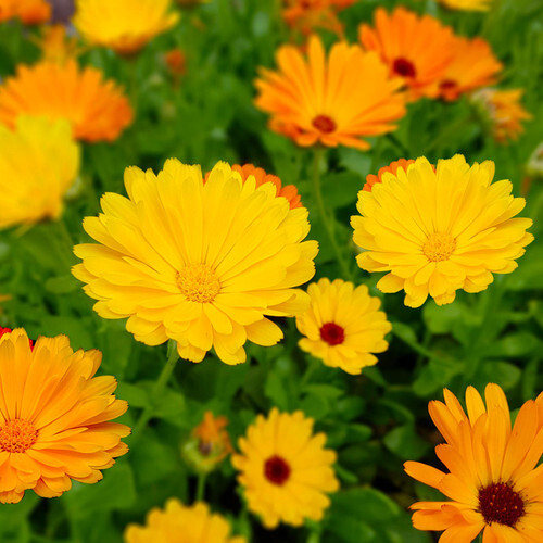 Fiesta Gitana Calendula Seeds | Non-GMO | Free Shipping | Seed Store | 1206