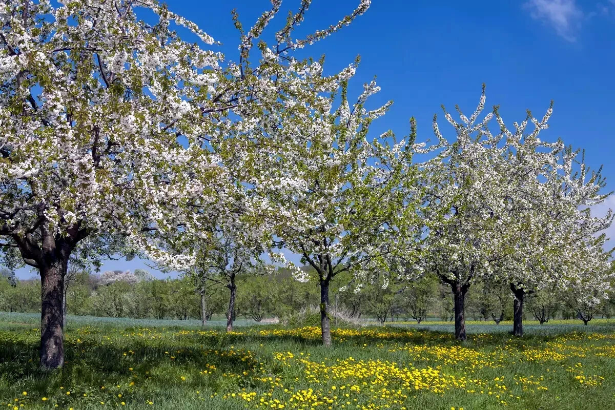 Sweet Mazzard Cherry Tree Seeds (Prunus avium) Edible Fruit, Fast, Hardy-Zone 4