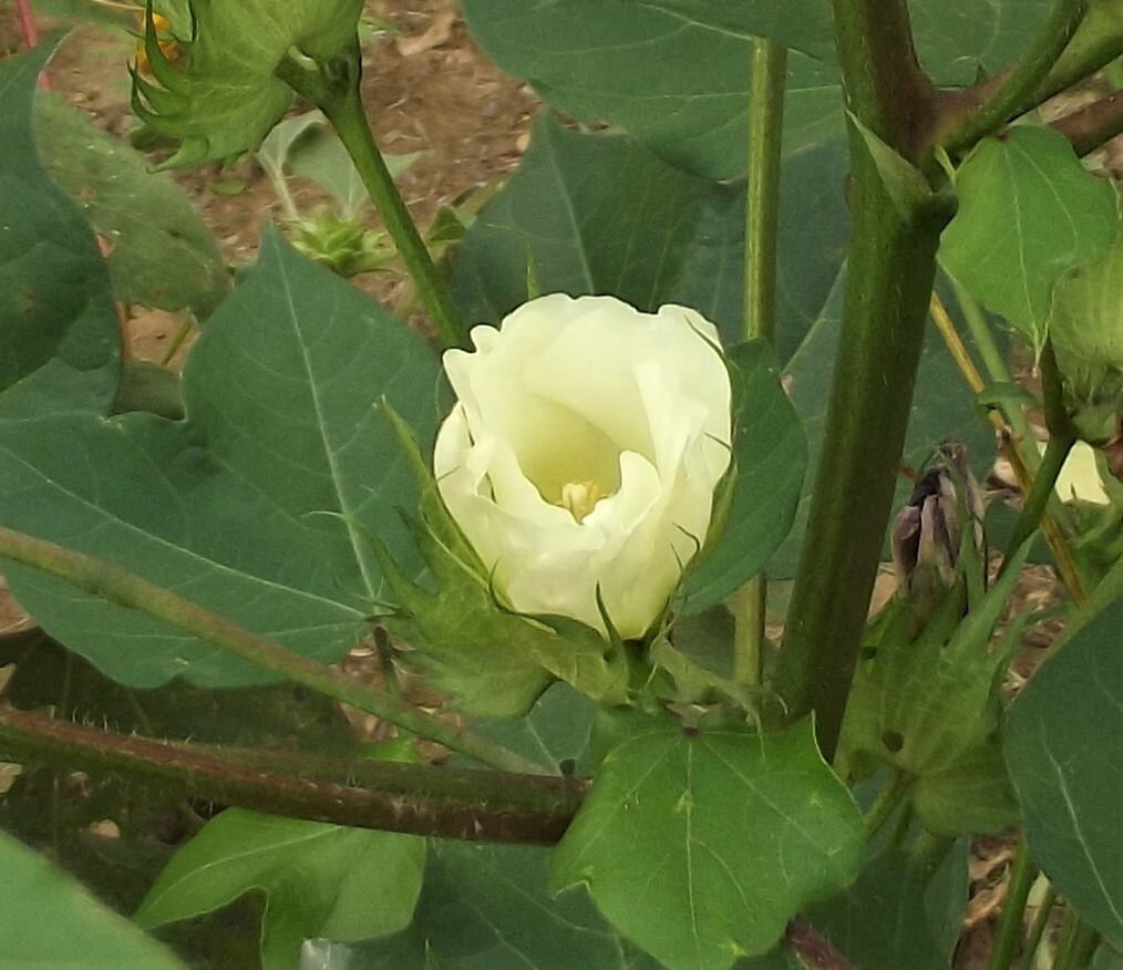 30 EGYPTIAN GREEN LINT Cotton Seed Extremely Rare Heirloom Ornamental