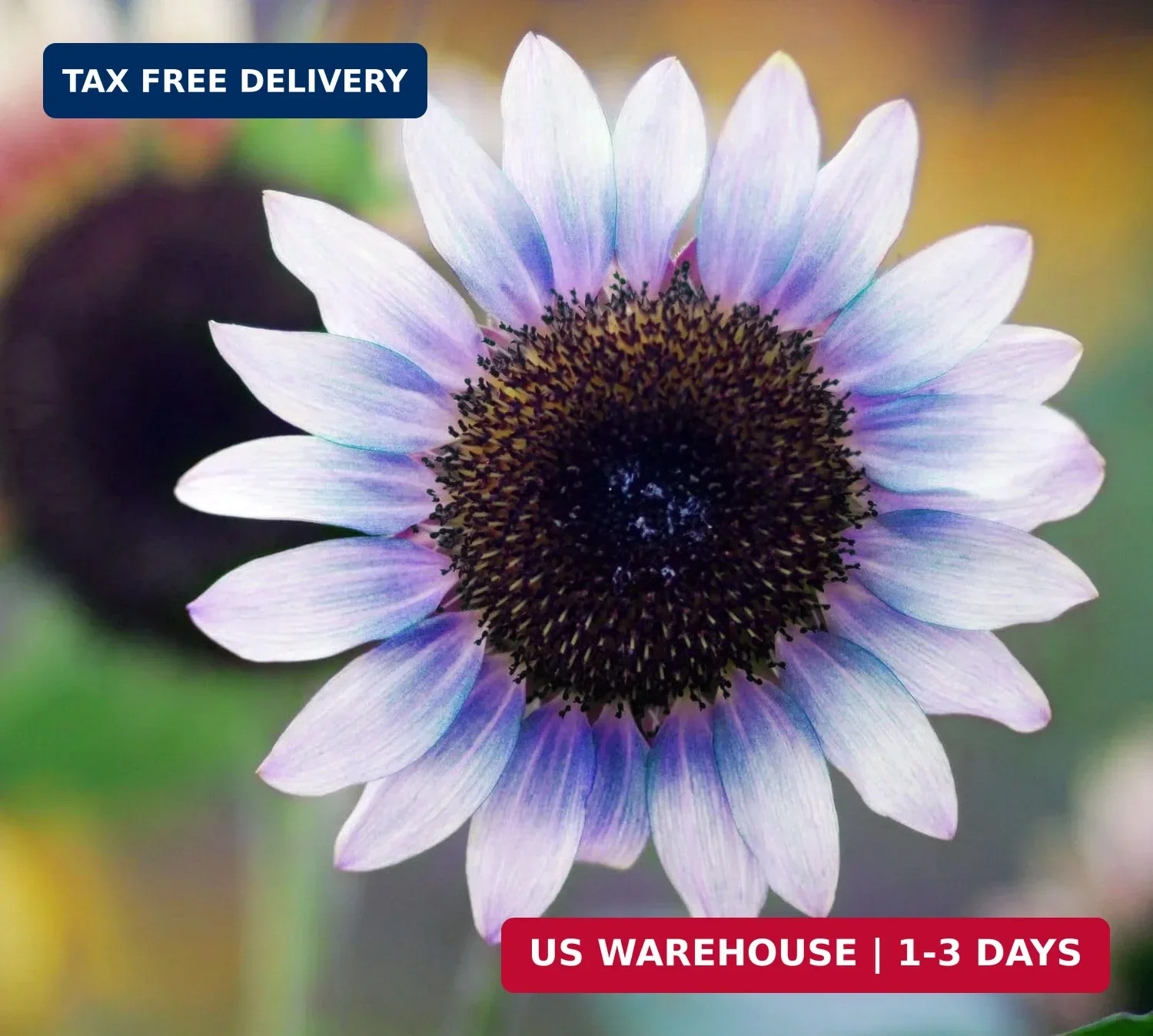 Giant Sunflower Seeds Mix (200+ Seeds) – Red, Purple, Pink Heirloom Varieties fo