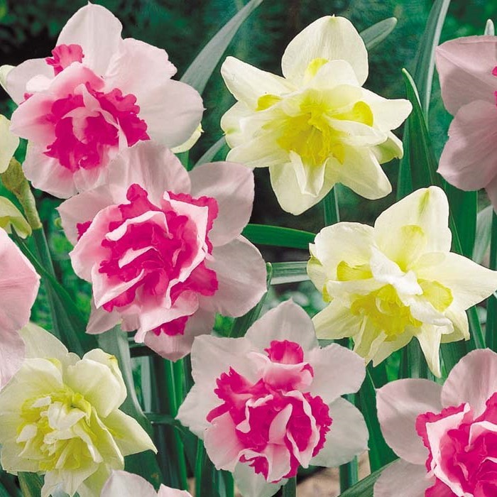 Lemon Star Double Flowering Amaryllis Spectacular Flower Bulb, Check our Store