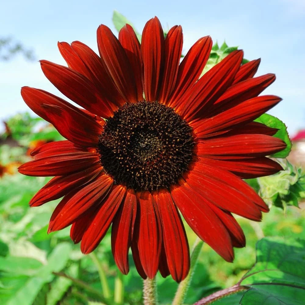 1000+ Sunflower Seeds for Planting Heirloom Non-Gmo, Bulk Package of 15 Varietie