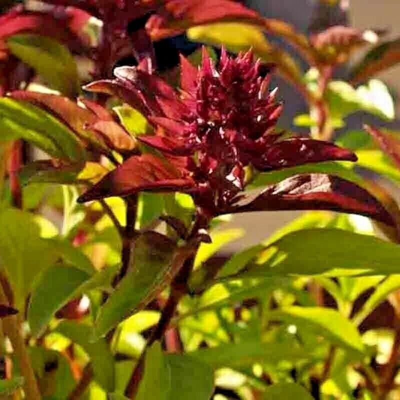 1200+ CINNAMON BASIL SEEDS – HERB ———————— PERENNIAL – HEIRLOOM