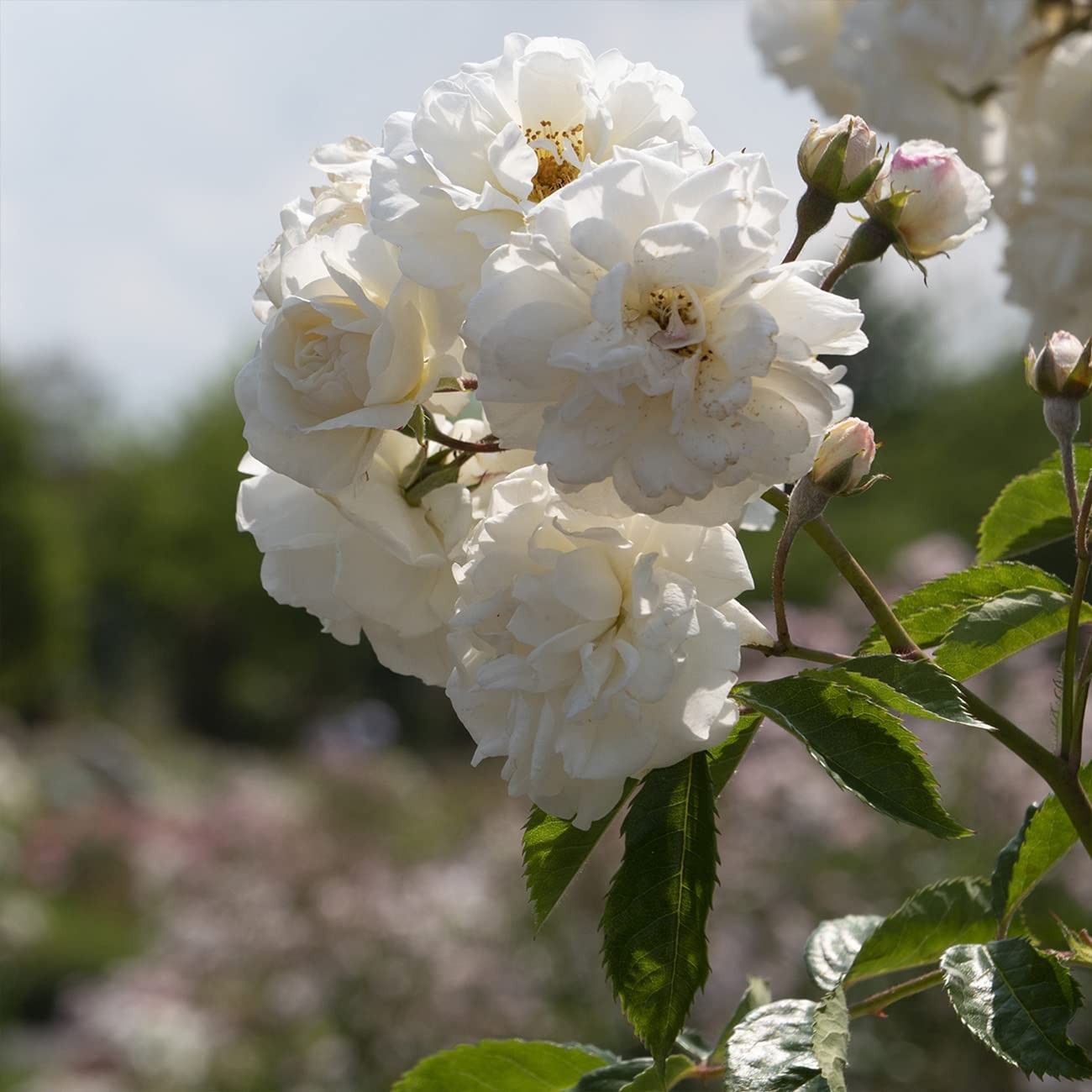 White Drift Rose Tree 3-4 Feet | Live Trees Outdoor Planting | Reblooming Flo…