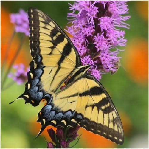 Gayfeather Wildflower Seeds For Planting (Liatris spicata)
