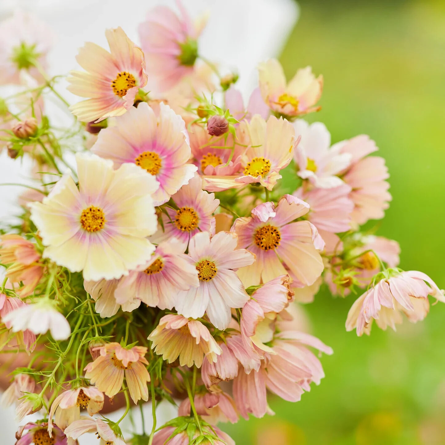 200+ Apricot Lemonade Cosmos Seeds for Garden Planting – USA – FREE SHIPPING!