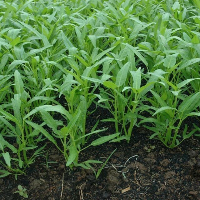 Kolmi Shak Seeds ( 20 Grams ) Water Spinach seeds, Indian Water Spinach