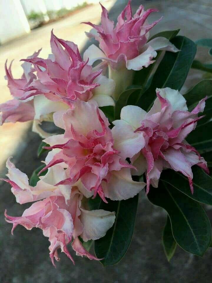 25 Double White Pink Clematis Seeds Bloom Climbing Perennial Plumeria Seed 80