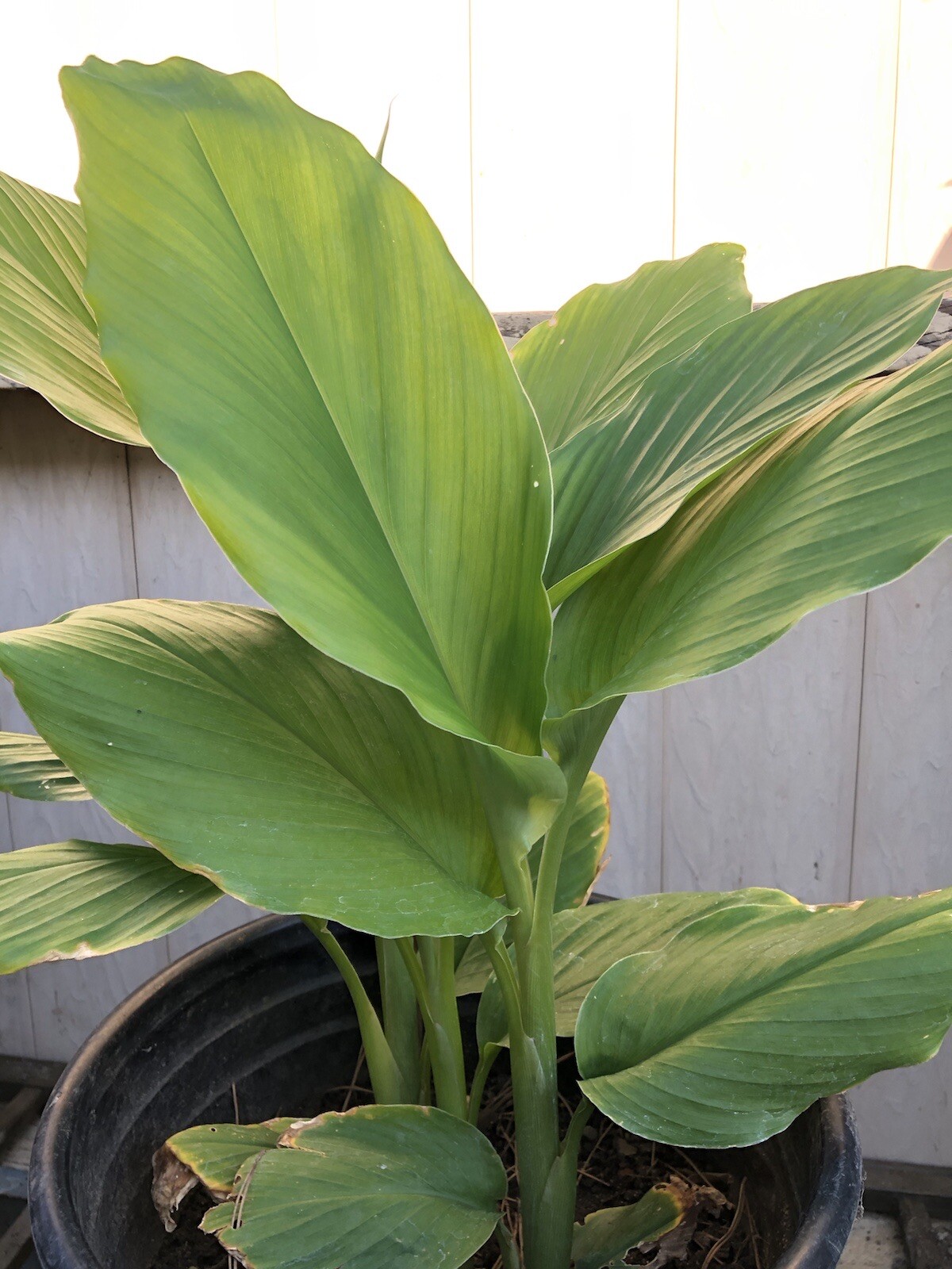 10 Pcs Turmeric Roots Fresh Roots Curcuma Longa Ready To Plant