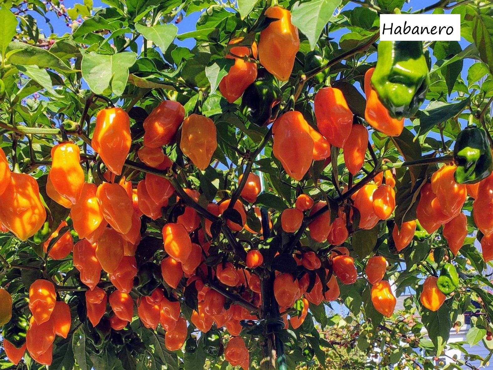 Heirloom Pepper Seeds – Many Unusual Varieties – One Shipping Charge