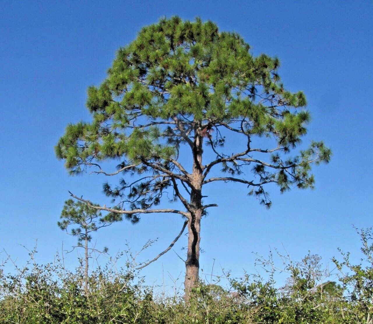 Slash Pine Tree | Premium Seeds | Pinus elliottii | Plants’®