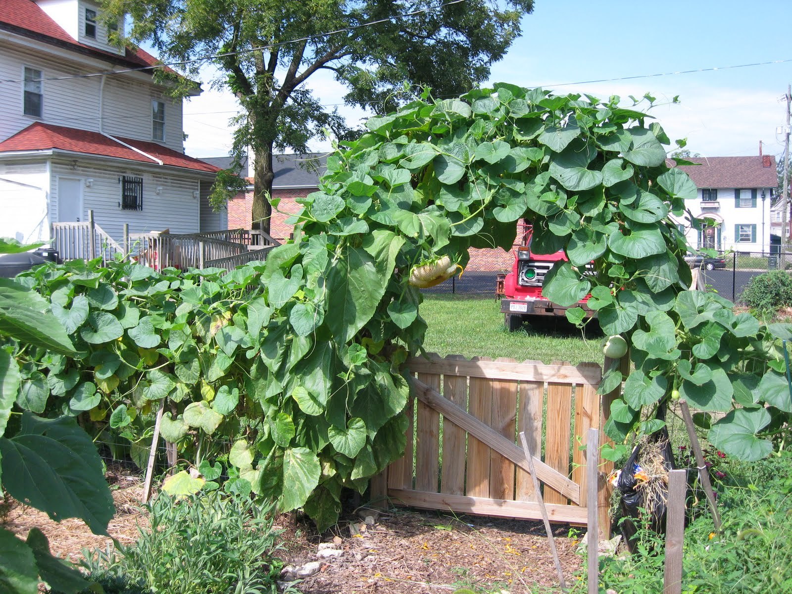 Birdhouse Bottle Gourd, Lagenaria siceraria, Seeds