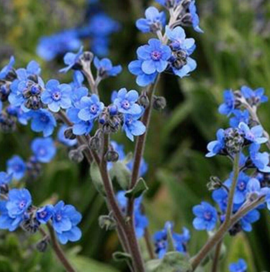 FORGET ME NOTS FLOWER SEEDS 200+ CHINESE annual/BIENNIAL blue WILDFLOWER garden