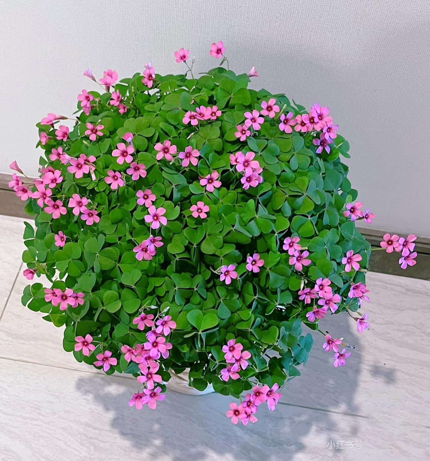 24 Pack Iron Cross Shamrock Plant Bulbs, Live Oxalis Bulbs for Indoor Outdoor Ga