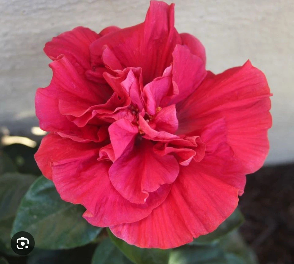 Diamond Head Hibiscus-SMALL ROOTED STARTER Plant-Hibiscus Rosa-sinensis