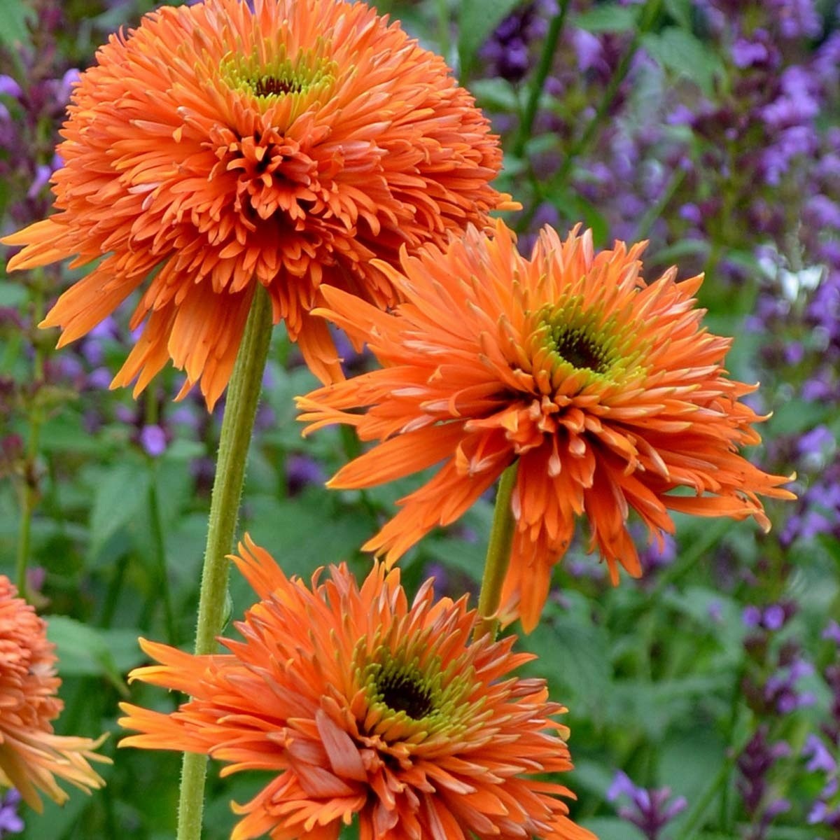 50 Adobe Orange Coneflower Seeds Echinacea Perennial Seed Flowers US SELLER