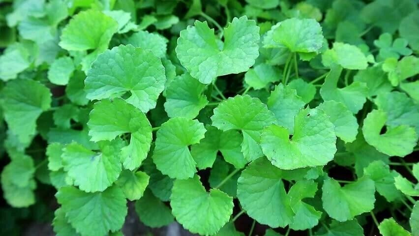 PENNYWORT , GOTU KOLA SEEDS (SMALL LEAF) , HẠT RAU MÁ LÁ NHỎ (+200 PCS)