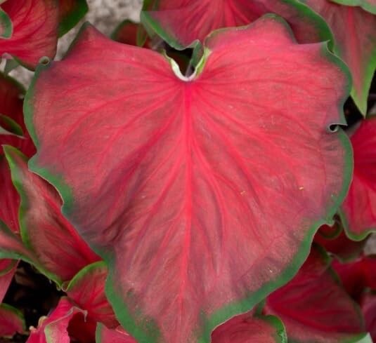 6 Red Ruffles Caladium Bulbs for Planting – Perennial Hosta, Elephant Ears