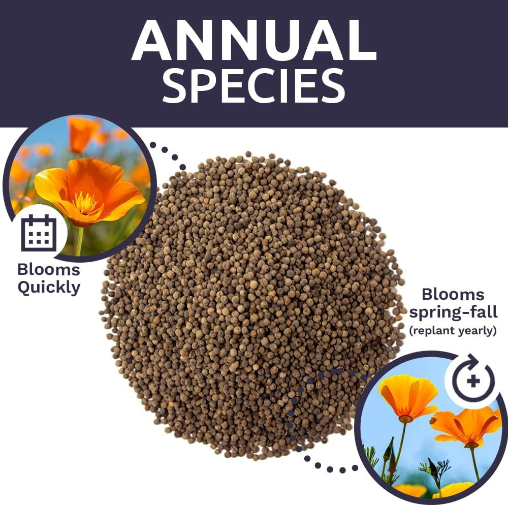 California Orange Poppy Wildflower Seeds – Bulk 1/4 Pound Bag – over 80,000 Nati