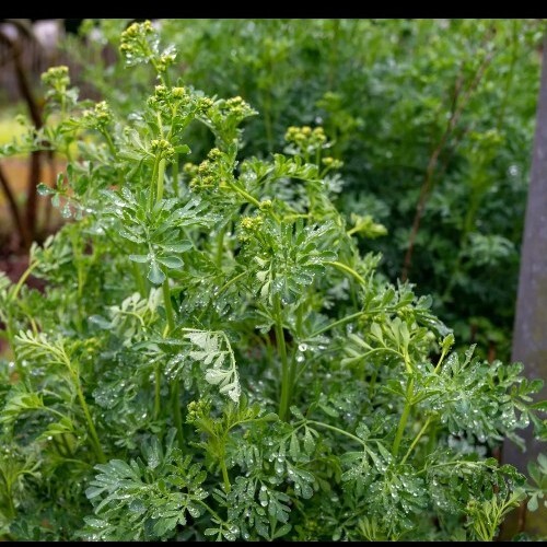 50 Common Rue (Medicinal Herb) Seeds .(Garden Rue/ Herb of Grace/Ruta graveolens